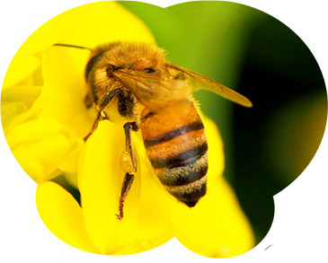 ミツバチは集団による一斉攻撃をする性質があり危険です。