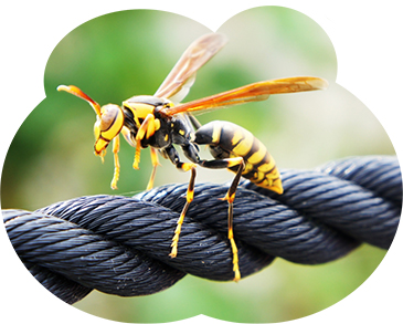 アシナガバチは当社駆除件数No.1の蜂です。スズメバチ程の毒性はないが、刺されると死に至るケースもあります。