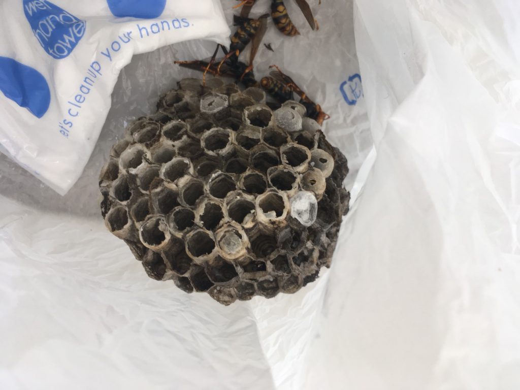 【埼玉県三郷市】7月29日、アシナガバチの蜂の巣駆除依頼がありました【場所：庭の木の中】
