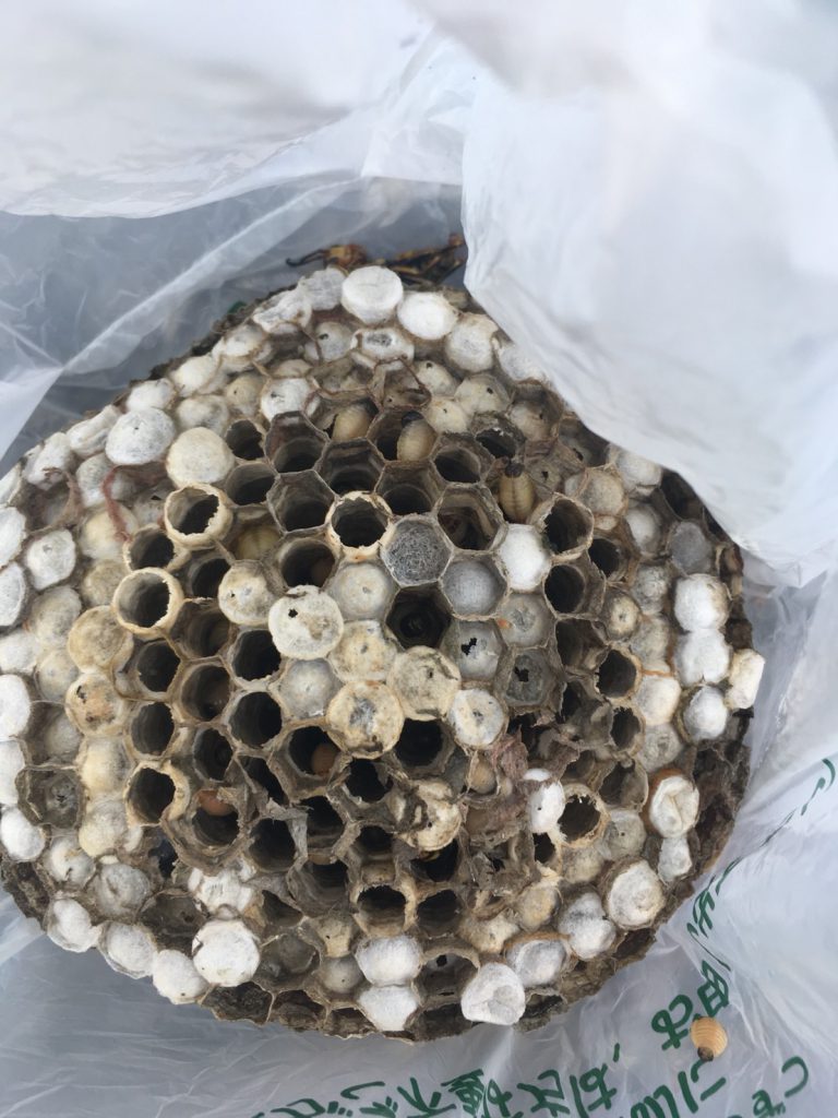 【千葉県柏市増尾】7月31日、アシナガバチの蜂の巣駆除依頼がありました【場所：ベランダ下】