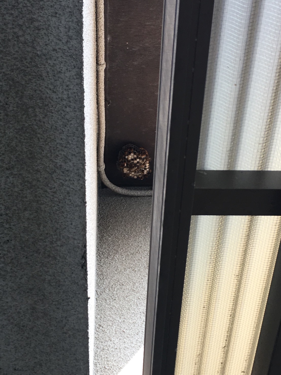 【千葉県柏市豊住】8月4日、アシナガバチの蜂の巣駆除依頼がありました【場所：1階軒下】