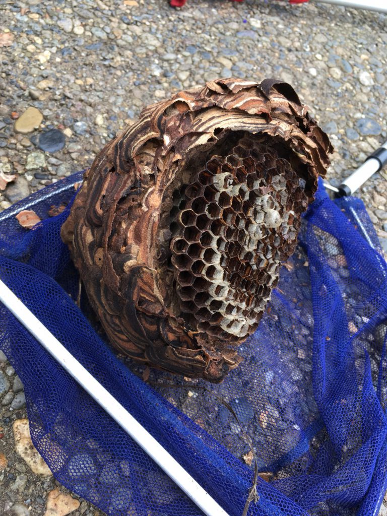 【40センチのスズメバチの巣！】8月7日、千葉県柏市名戸ヶ谷で蜂の巣駆除依頼がありました【場所：平屋の軒下】