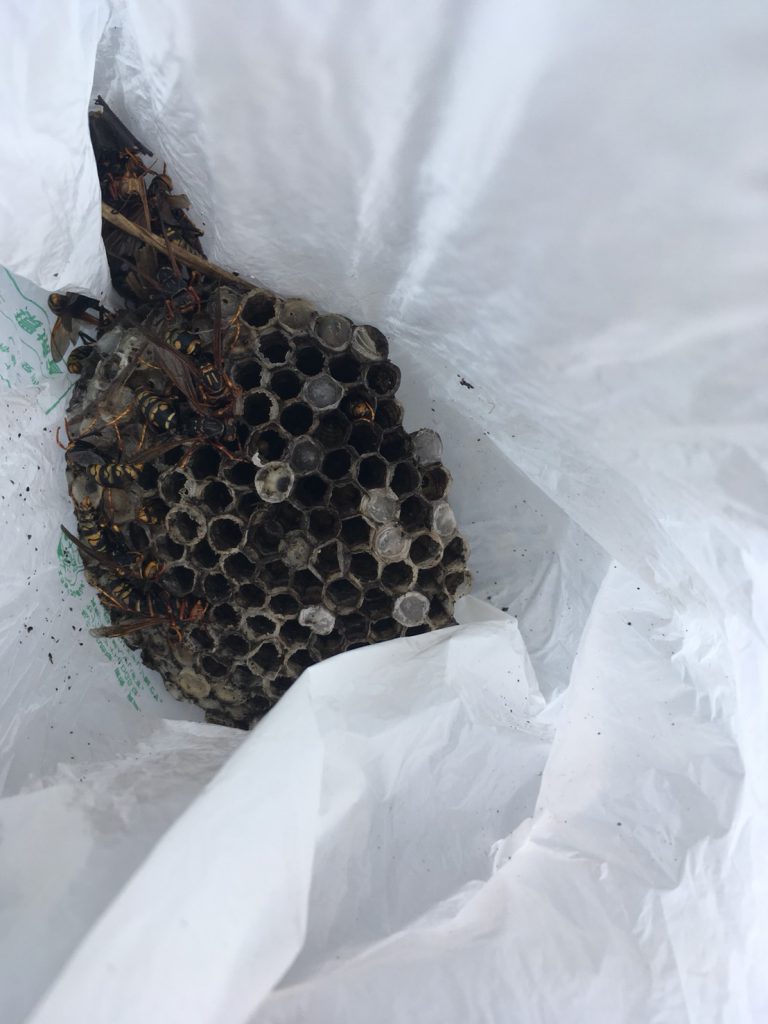 【千葉県柏市つくしが丘】8月13日、アシナガバチの蜂の巣駆除依頼がありました【場所：木の中】