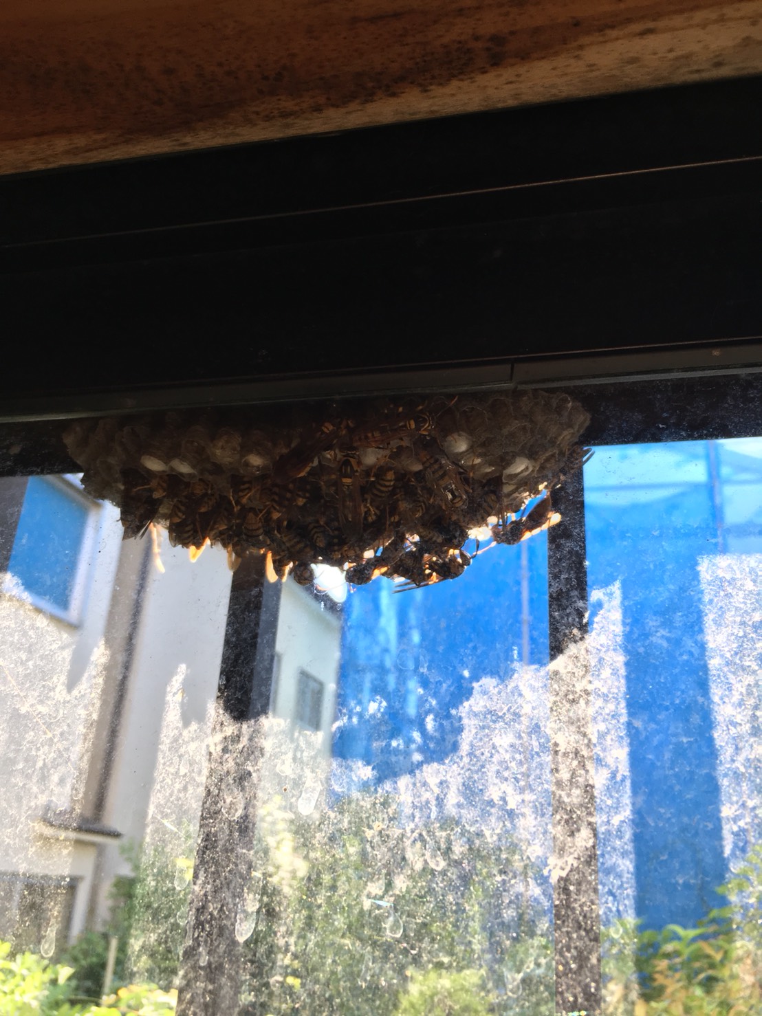 【千葉県柏市南増尾】8月17日、アシナガバチの蜂の巣駆除依頼がありました【場所：窓枠】