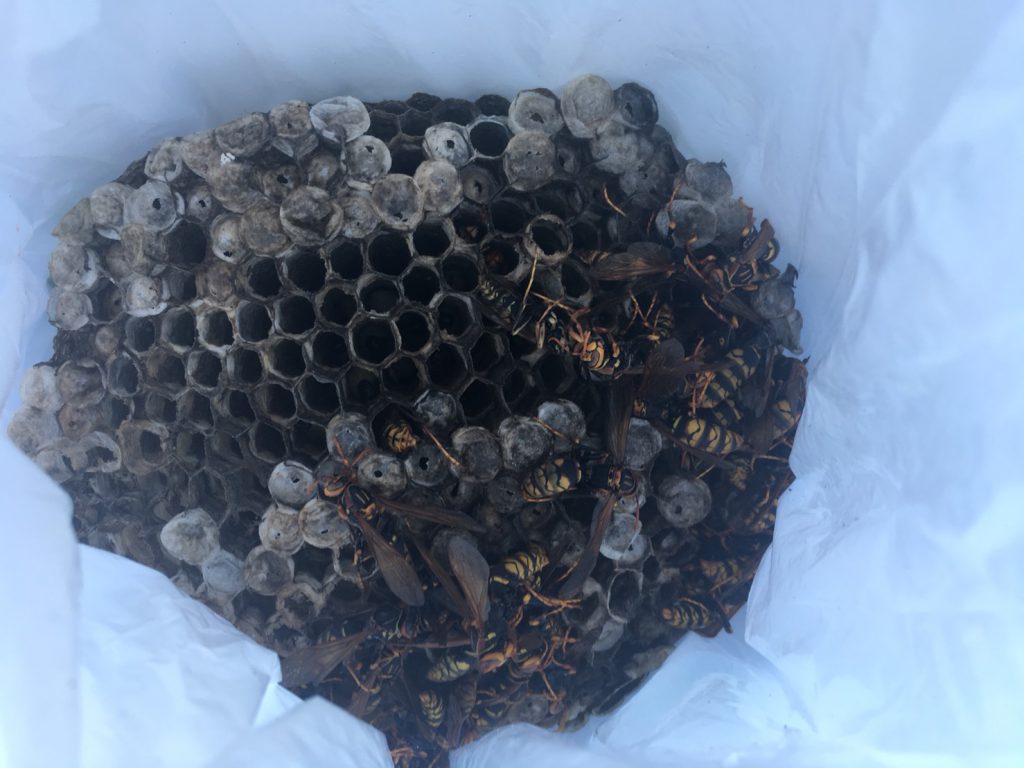 【千葉県柏市篠籠田】8月22日、アシナガバチの蜂の巣駆除依頼がありました【場所：マンションダクト】