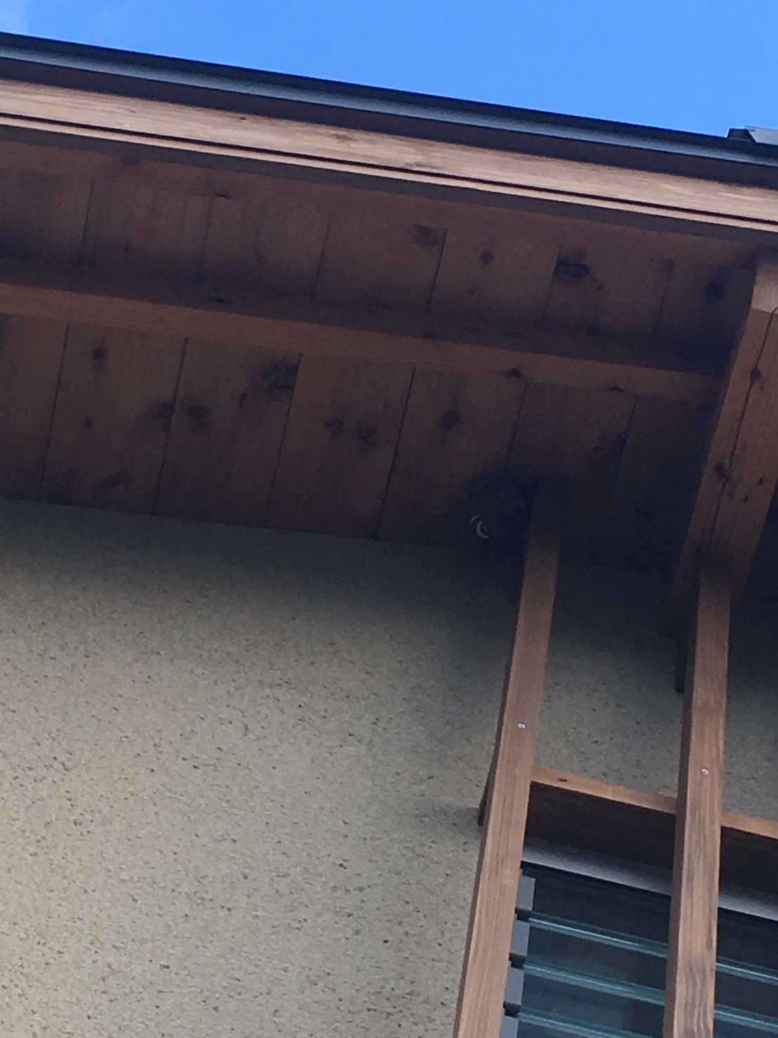 【千葉県流山市】8月23日、スズメバチの蜂の巣駆除依頼がありました【場所：2階軒下】