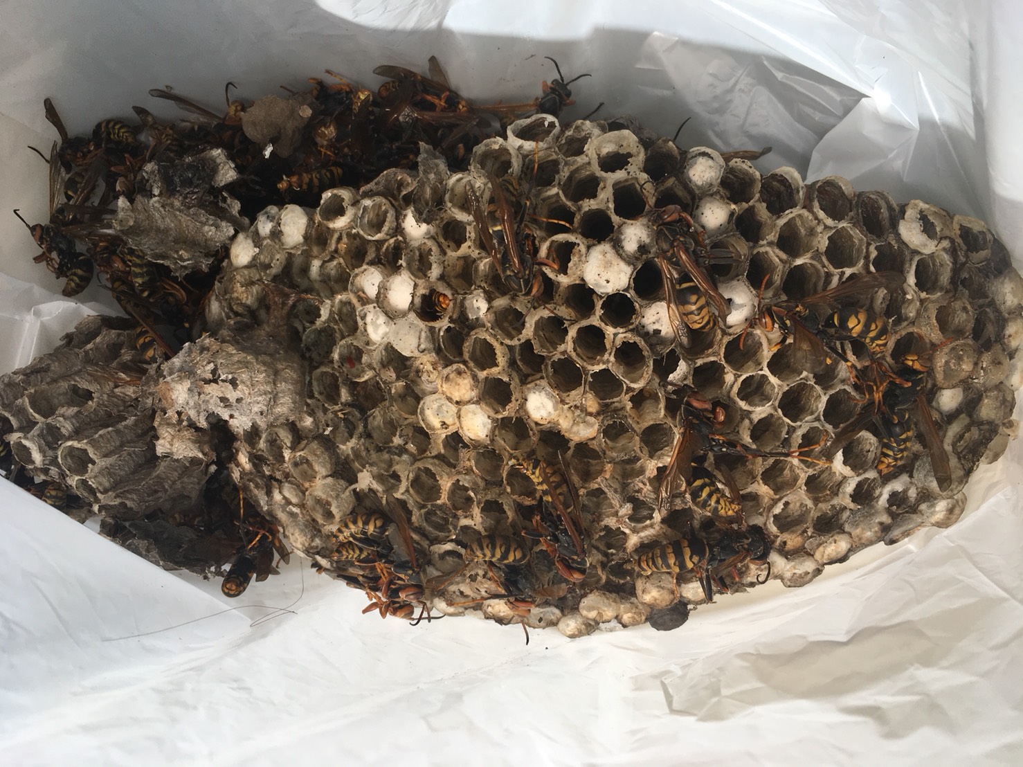 【千葉県柏市中央】8月27日、アシナガバチの蜂の巣駆除依頼がありました【場所：窓枠の下】