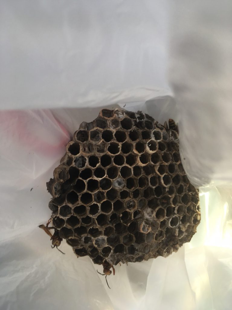 【千葉県柏市若柴】9月5日、アシナガバチの蜂の巣駆除依頼がありました【場所：2階軒下】