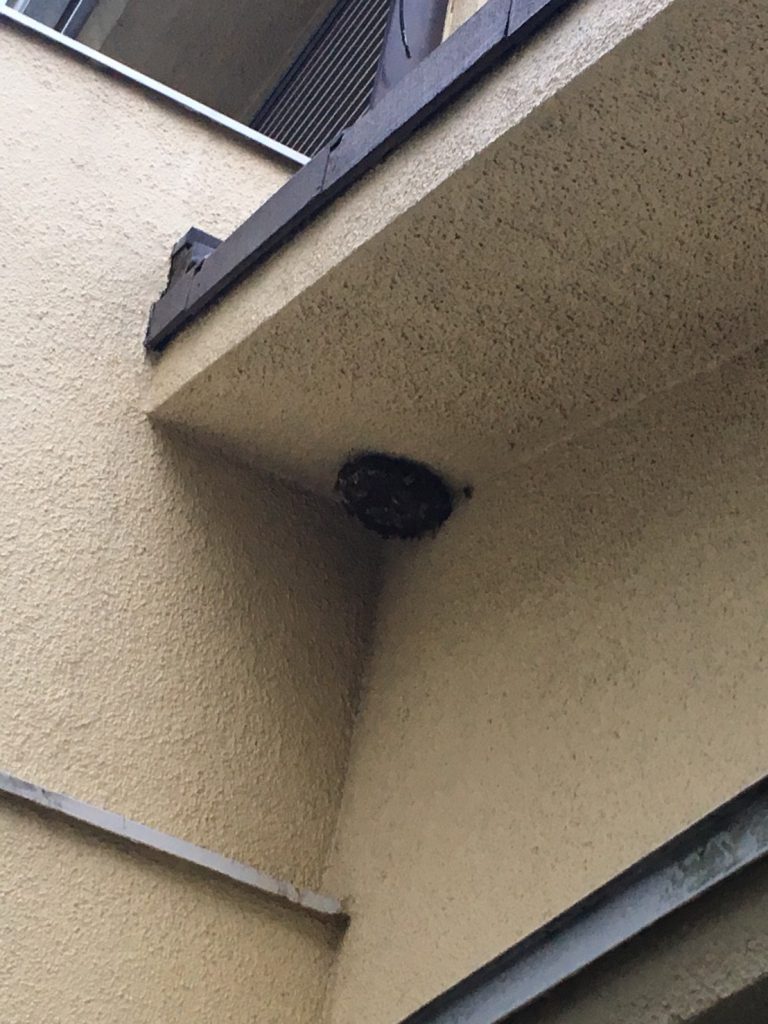 【千葉県柏市青葉台】9月6日、アシナガバチの蜂の巣駆除依頼がありました【場所：1階軒下】