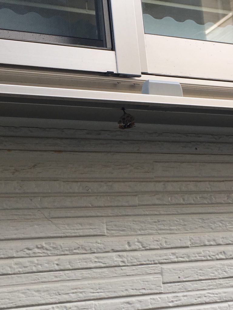 千葉県柏市逆井で窓のサッシの下に蜂の巣