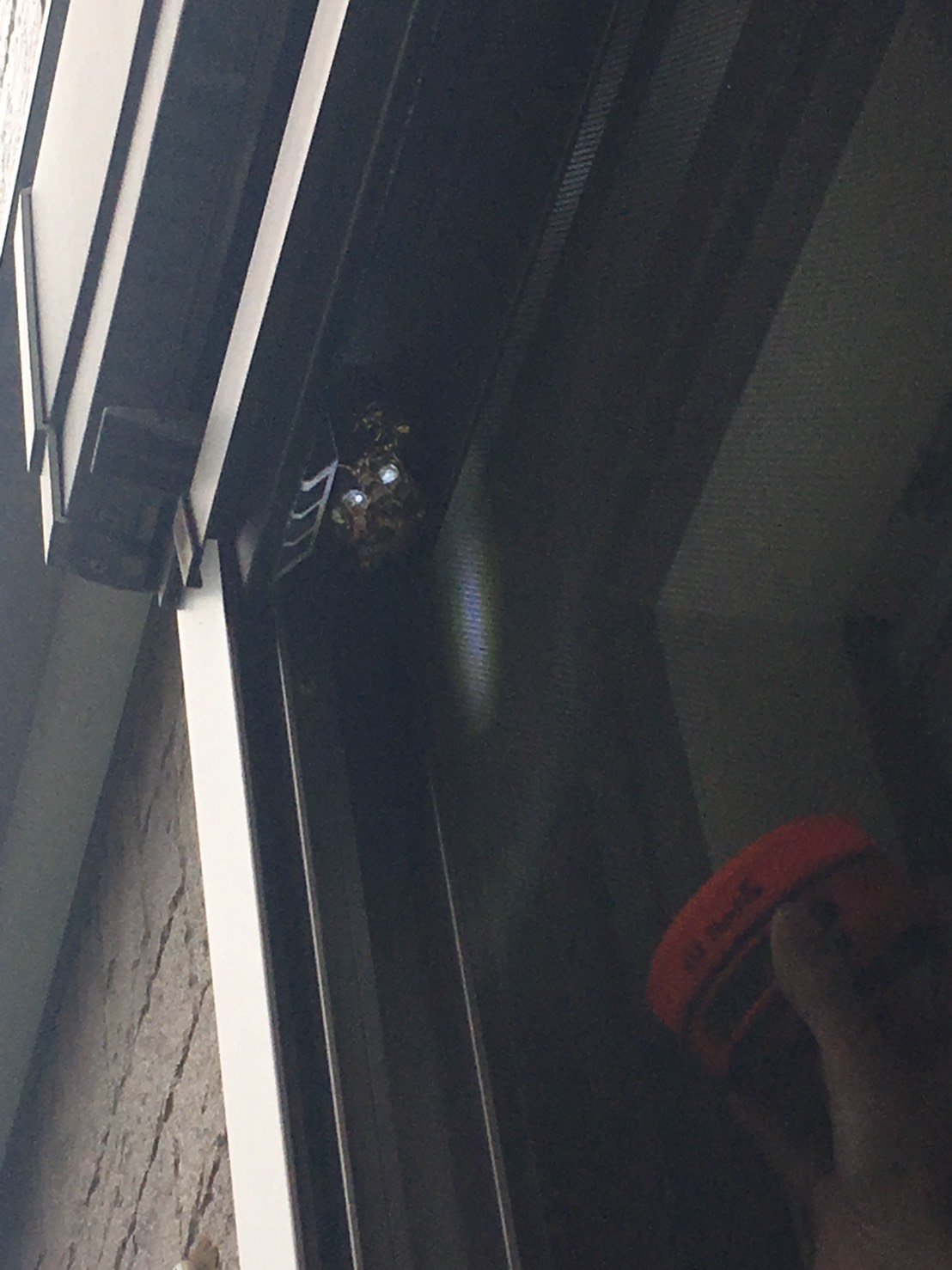 千葉県柏市東中新宿の蜂の巣駆除現場