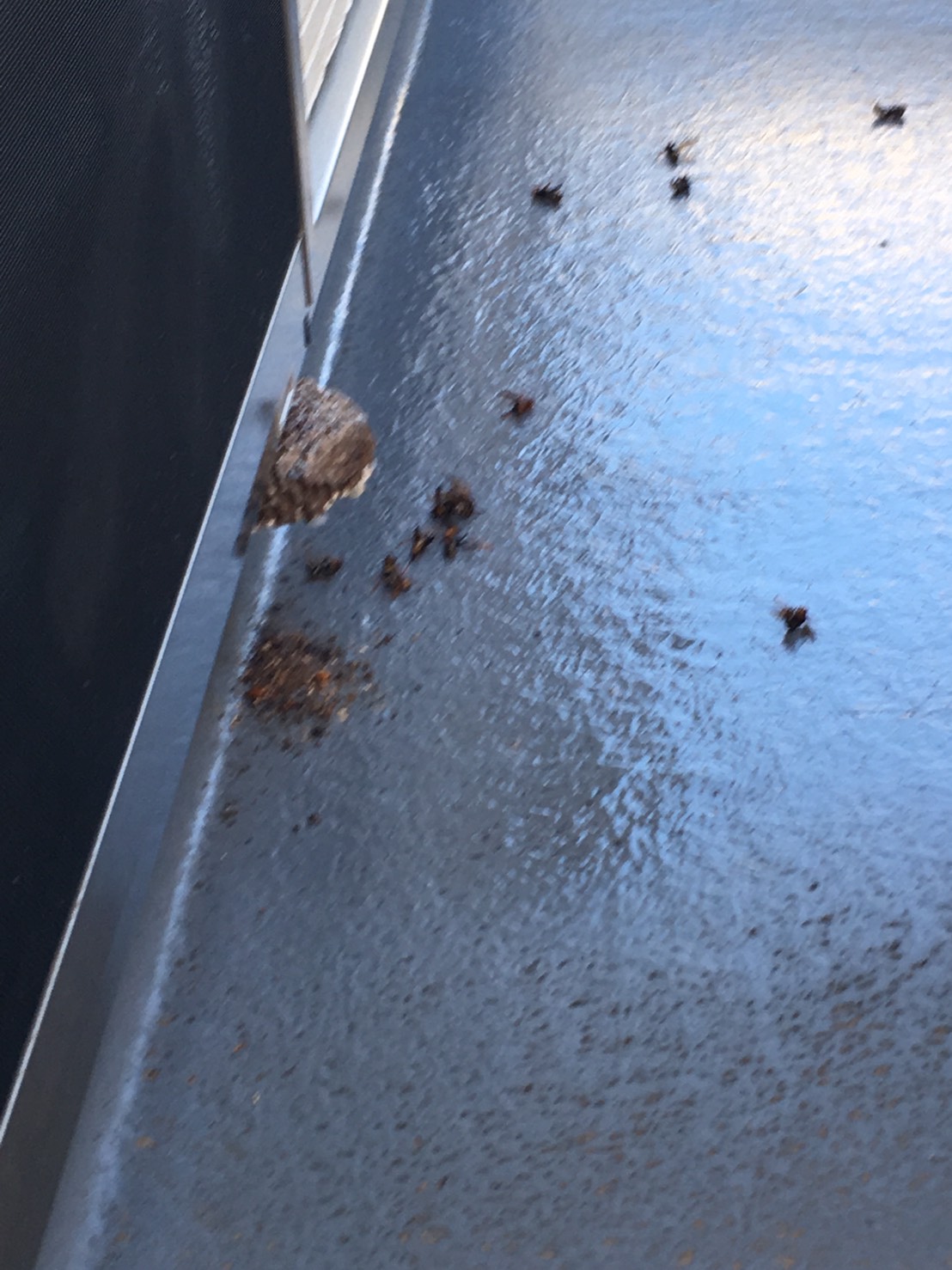 千葉県柏市増尾の蜂の巣駆除現場
