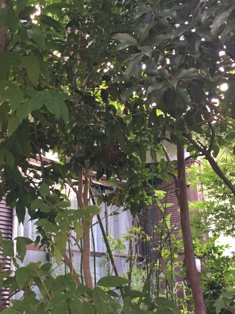 千葉県柏市加賀の蜂の巣駆除現場