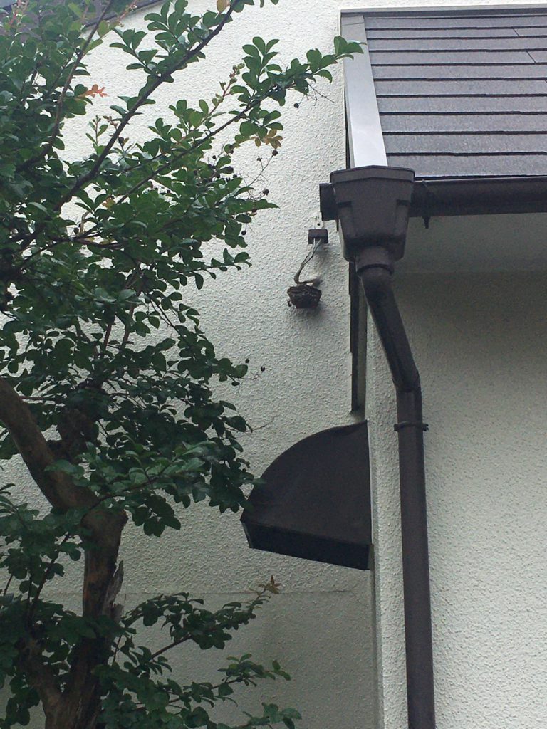 千葉県我孫子市つくし野の蜂の巣駆除現場