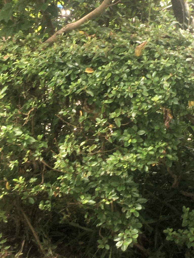 千葉県我孫子市天王台の蜂の巣駆除現場