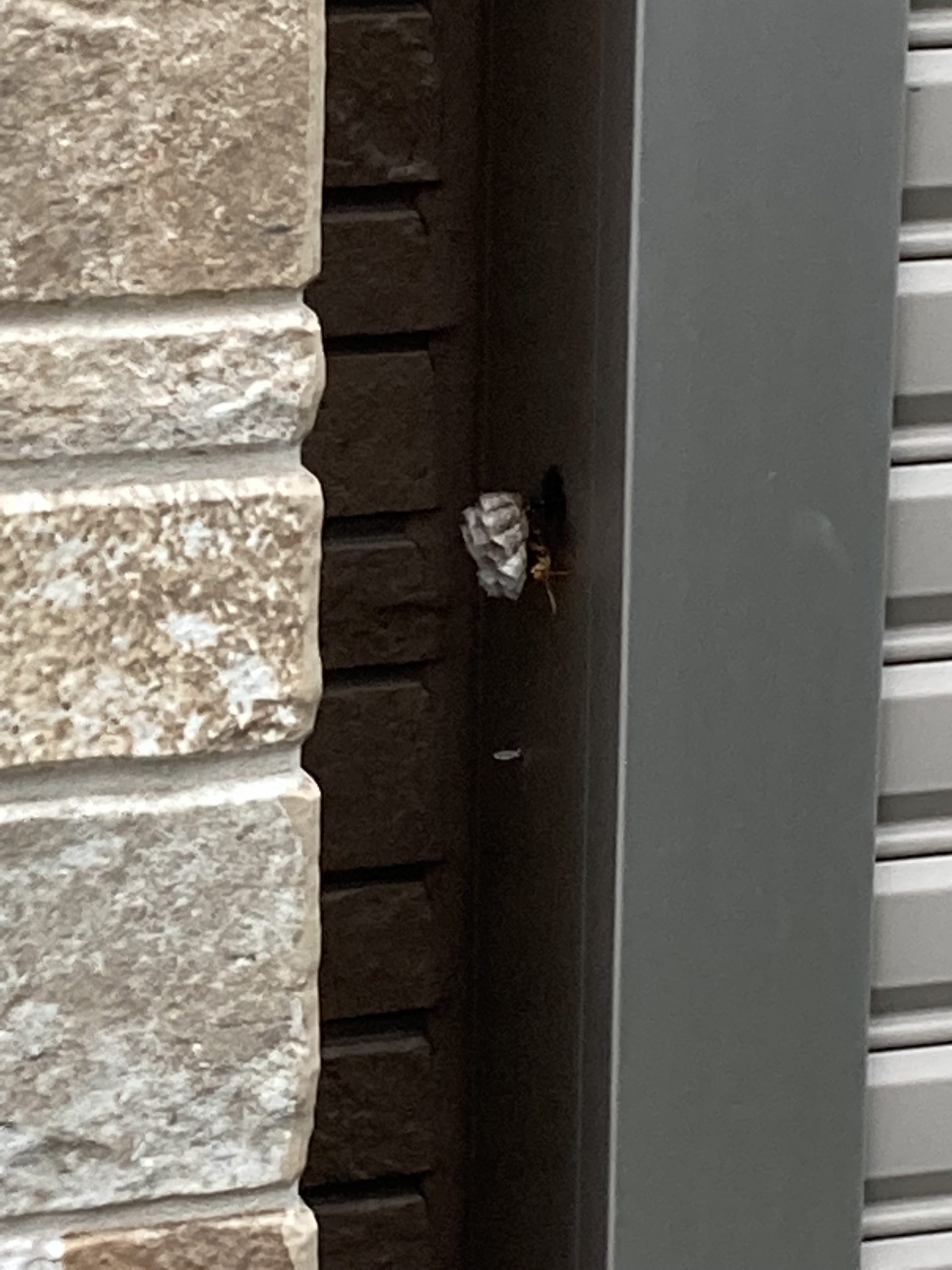 千葉県柏市の蜂の巣駆除現場